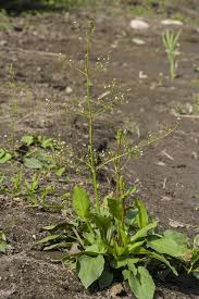 Attēlu rezultāti vaicājumam “Alisma plantago-aquatica”