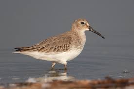 Attēlu rezultāti vaicājumam “Calidris ferruginea”