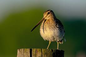 Image result for Gallinago delicata