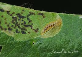 Attēlu rezultāti vaicājumam “Cameraria ohridella”