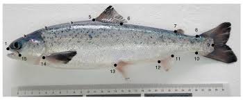 Image result for Salmo salar