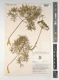 Attēlu rezultāti vaicājumam “Conioselinum tataricum”