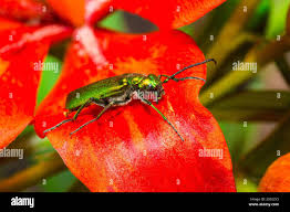 Attēlu rezultāti vaicājumam “Cantharis rustica imago”