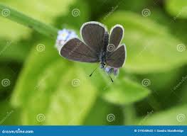 Attēlu rezultāti vaicājumam “Cupido minimus female”