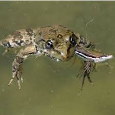 Attēlu rezultāti vaicājumam “Pelophylax adult”
