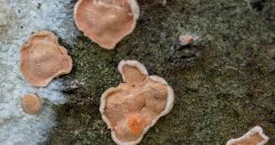 Attēlu rezultāti vaicājumam “Aleurodiscus amorphus”