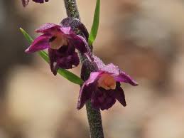 Attēlu rezultāti vaicājumam “Epipactis atrorubens fruit”