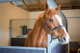 Afbeeldingsresultaat voor paarden