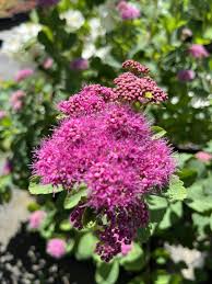 Attēlu rezultāti vaicājumam “Spiraea”