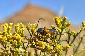 Attēlu rezultāti vaicājumam “Cribraria macrocarpa young”