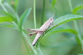 Attēlu rezultāti vaicājumam “Chrysochraon dispar”