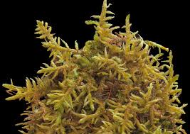 Attēlu rezultāti vaicājumam “Saelania glaucescens”