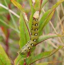 Attēlu rezultāti vaicājumam “Hyles gallii”