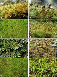 Attēlu rezultāti vaicājumam “Polytrichastrum pallidisetum cells”