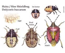 Attēlu rezultāti vaicājumam “Dolycoris baccarum”