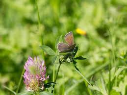 Attēlu rezultāti vaicājumam “Cyaniris semiargus male”