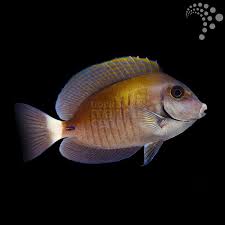 Image result for Acanthurus chirurgus