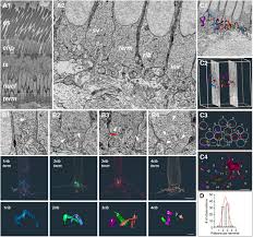 Attēlu rezultāti vaicājumam “Leiocolea rutheana cells”