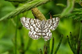 Attēlu rezultāti vaicājumam “Chiasmia clathrata”