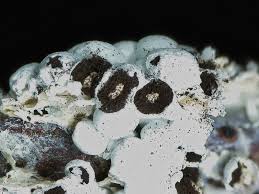 Attēlu rezultāti vaicājumam “Diderma spumarioides macro”