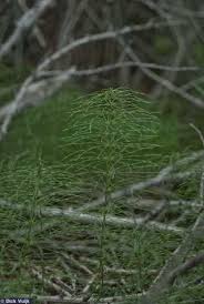 Attēlu rezultāti vaicājumam “Equisetum pratense”