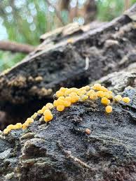 Attēlu rezultāti vaicājumam “Bactridium flavum”