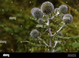 Attēlu rezultāti vaicājumam “Echinops sphaerocephalus leaf”