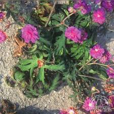 Image result for Geranium `Summer Skies`