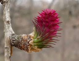 Attēlu rezultāti vaicājumam “Larix decidua flower”