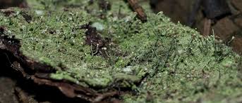 Attēlu rezultāti vaicājumam “Chaenotheca furfuracea”