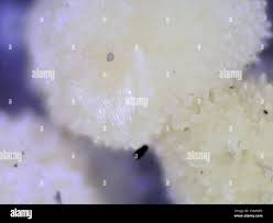 Attēlu rezultāti vaicājumam “Bactridium flavum”