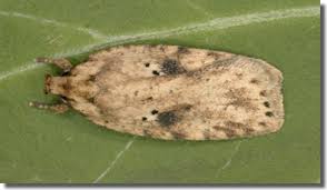 Attēlu rezultāti vaicājumam “Agonopterix aranella”