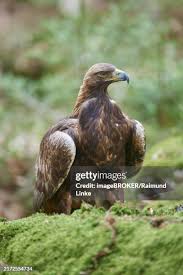 Attēlu rezultāti vaicājumam “Aquila chrysaetos adult”
