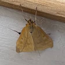 Attēlu rezultāti vaicājumam “Sitochroa verticalis”