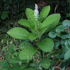 Attēlu rezultāti vaicājumam “Phytolacca acinosa”