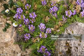 Attēlu rezultāti vaicājumam “Astragalus danicus flower”