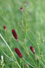Attēlu rezultāti vaicājumam “Sanguisorba officinalis bud”