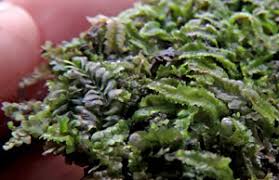 Attēlu rezultāti vaicājumam “Jungermannia sphaerocarpa sporophyte”