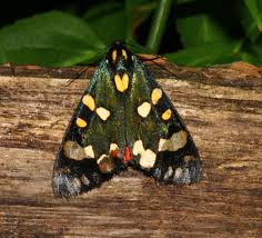 Attēlu rezultāti vaicājumam “Callimorpha dominula”