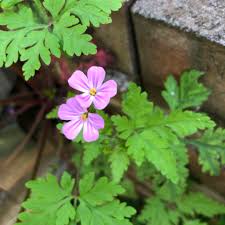 Attēlu rezultāti vaicājumam “Geranium robertianum leaf”
