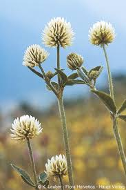 Attēlu rezultāti vaicājumam “Trifolium montanum flower”