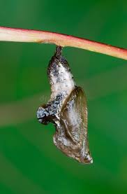 Attēlu rezultāti vaicājumam “Nymphalis xanthomelas pupa”