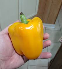 Afbeeldingsresultaat voor californian wonder golden sweet pepper