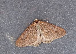 Attēlu rezultāti vaicājumam “Agriopis marginaria”