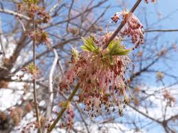 Attēlu rezultāti vaicājumam “Acer negundo female flower”