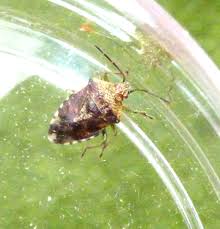 Attēlu rezultāti vaicājumam “Elasmucha grisea imago”