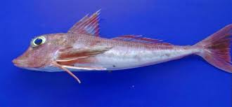 Image result for Chelidonichthys cuculus