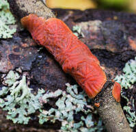 Attēlu rezultāti vaicājumam “Cytidia salicina”