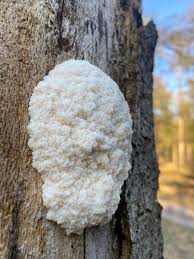 Attēlu rezultāti vaicājumam “Lycogala confusum young”