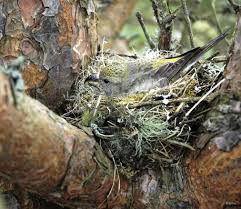 Attēlu rezultāti vaicājumam “Turdus viscivorus nest”